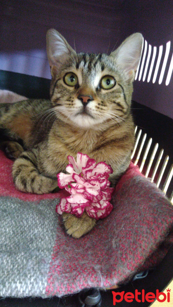 Tekir Kedi, Kedi  Zeze fotoğrafı