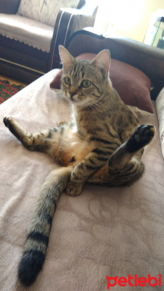Tekir Kedi, Kedi  Zeze fotoğrafı