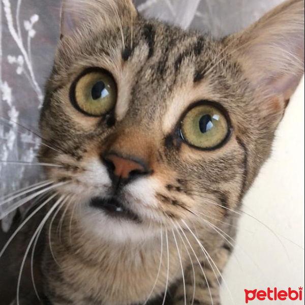 Tekir Kedi, Kedi  Zeze fotoğrafı