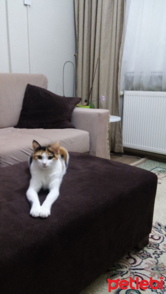 Tekir Kedi, Kedi  Ela fotoğrafı