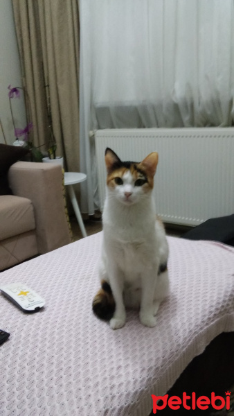 Tekir Kedi, Kedi  Ela fotoğrafı