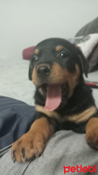 Rottweiler, Köpek  Zeyna fotoğrafı