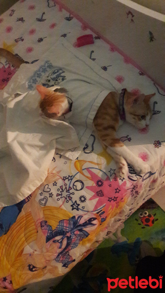 Sarman, Kedi  Maya fotoğrafı