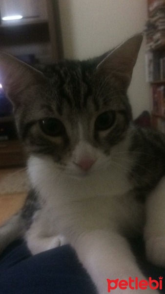 Tekir Kedi, Kedi  Böğürtlen fotoğrafı