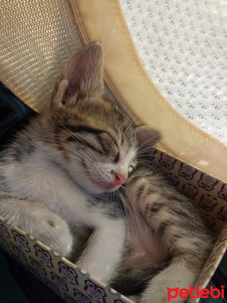 Tekir Kedi, Kedi  pepino fotoğrafı