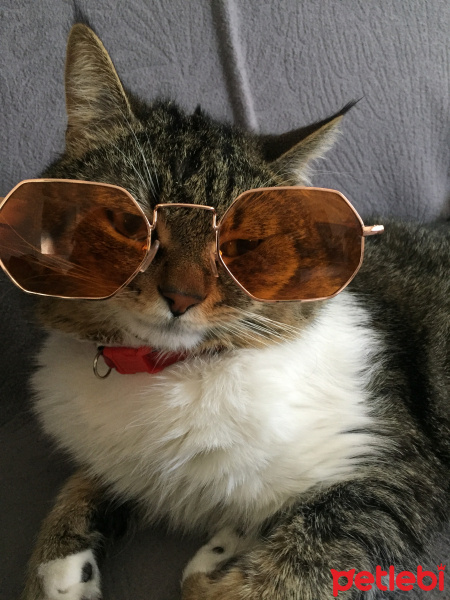 Tekir Kedi, Kedi  Paşa fotoğrafı