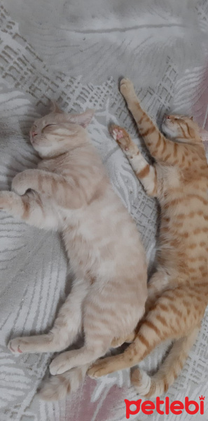British Shorthair, Kedi  Baron fotoğrafı