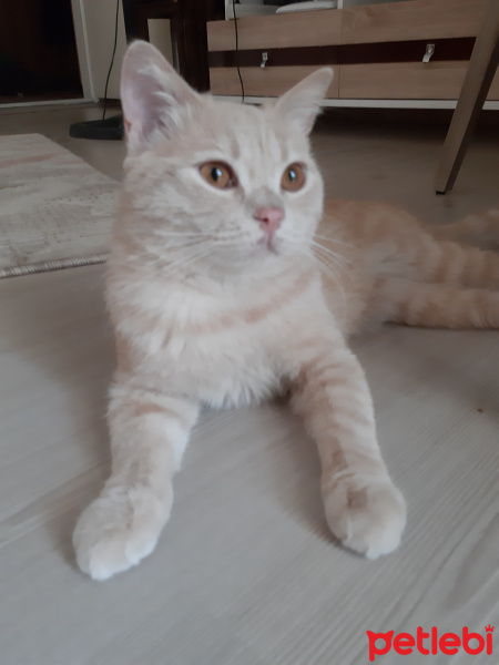British Shorthair, Kedi  Baron fotoğrafı