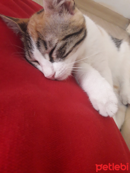 Tekir Kedi, Kedi  Mia fotoğrafı