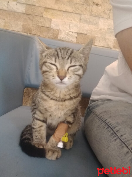 Tekir Kedi, Kedi  Ayyüce fotoğrafı