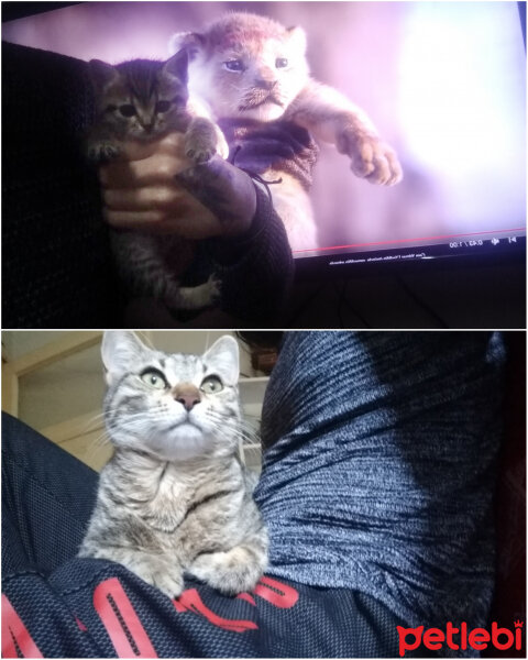 Tekir Kedi, Kedi  Ayyüce fotoğrafı