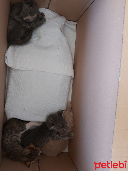 Tekir Kedi, Kedi  4 yavru fotoğrafı