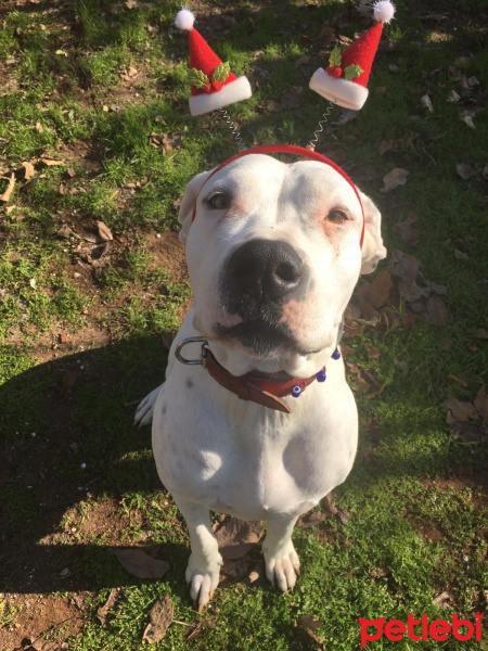 Amerikan Staffordshire Terrier, Köpek  FOÇA fotoğrafı
