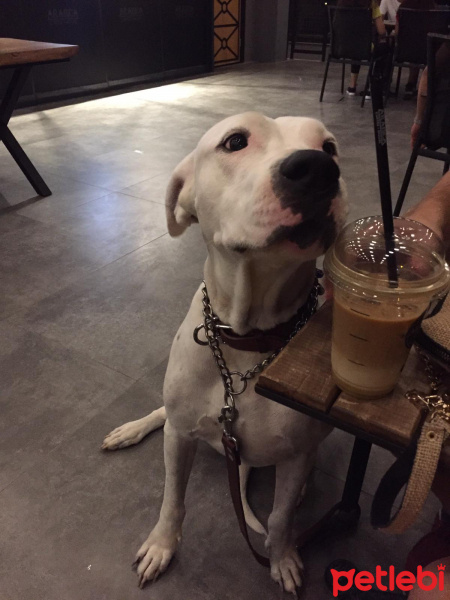 Amerikan Staffordshire Terrier, Köpek  FOÇA fotoğrafı
