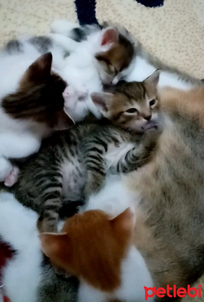 Tekir Kedi, Kedi  Karamel fotoğrafı