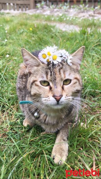 Tekir Kedi, Kedi  Arven fotoğrafı