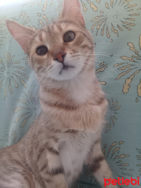 Tekir Kedi, Kedi  Minnos fotoğrafı