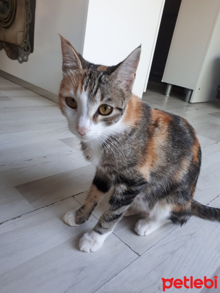 Tekir Kedi, Kedi  Tesadüf fotoğrafı