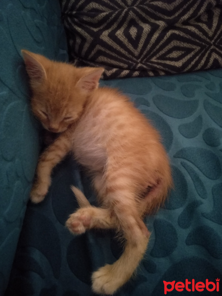 Tekir Kedi, Kedi  Pırtık fotoğrafı
