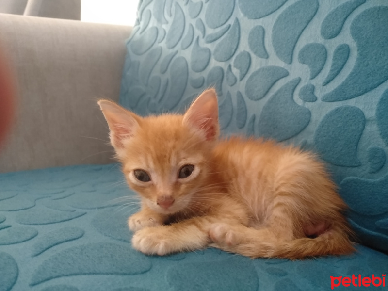 Tekir Kedi, Kedi  Pırtık fotoğrafı