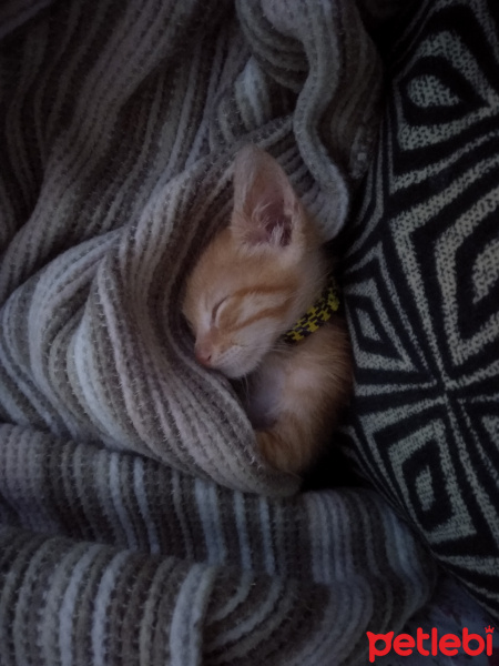 Tekir Kedi, Kedi  Pırtık fotoğrafı