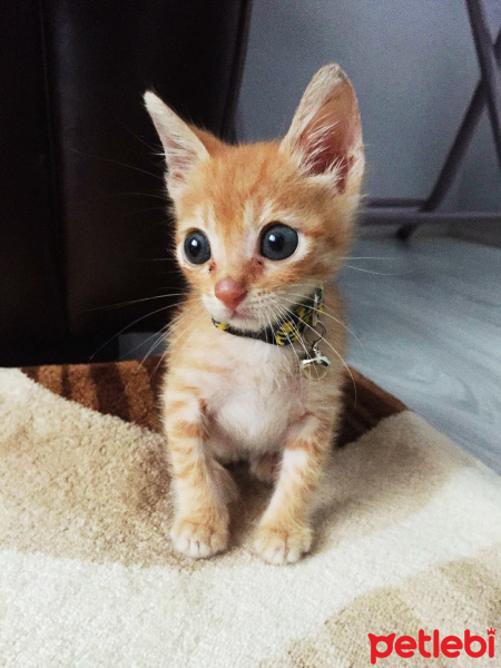 Tekir Kedi, Kedi  Pırtık fotoğrafı