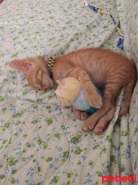 Tekir Kedi, Kedi  Pırtık fotoğrafı