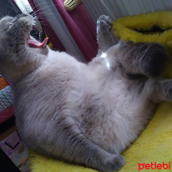 Scottish Fold, Kedi  Ponpon fotoğrafı