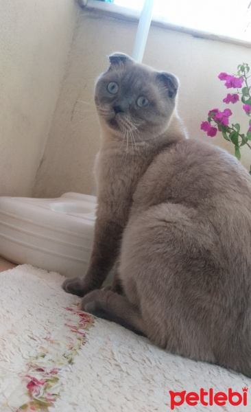 Scottish Fold, Kedi  Ponpon fotoğrafı