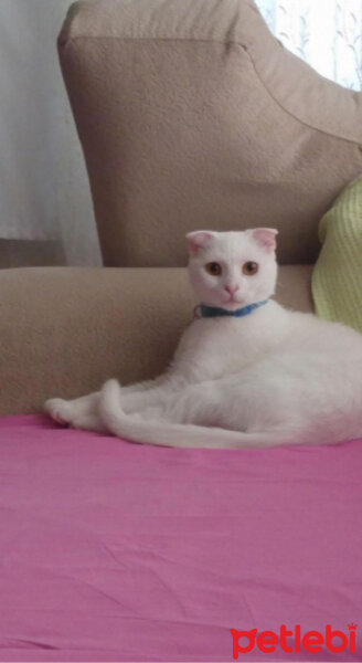 Scottish Fold, Kedi  Mia fotoğrafı