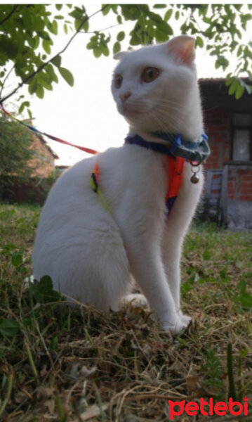 Scottish Fold, Kedi  Mia fotoğrafı