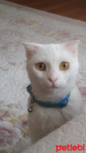 Scottish Fold, Kedi  Mia fotoğrafı