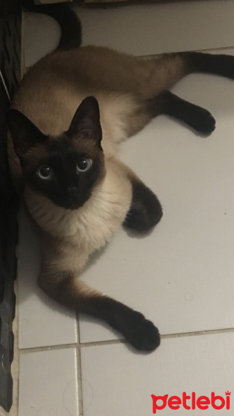 Siyam Kedisi, Kedi  Arya fotoğrafı