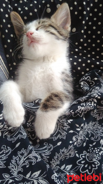 Tekir Kedi, Kedi  Bulut fotoğrafı
