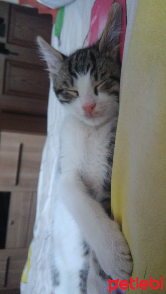 Tekir Kedi, Kedi  Bulut fotoğrafı