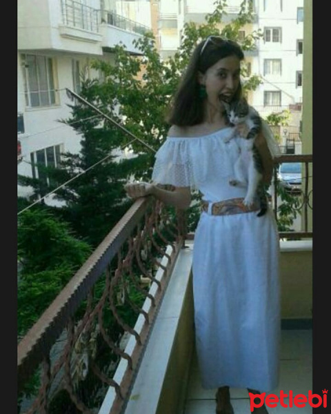Tekir Kedi, Kedi  Bulut fotoğrafı