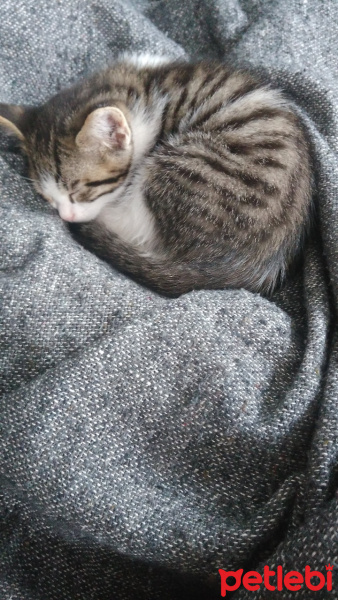 Tekir Kedi, Kedi  Bulut fotoğrafı
