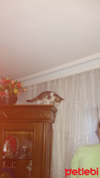 Tekir Kedi, Kedi  Bulut fotoğrafı