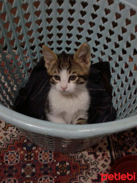 Tekir Kedi, Kedi  Bulut fotoğrafı