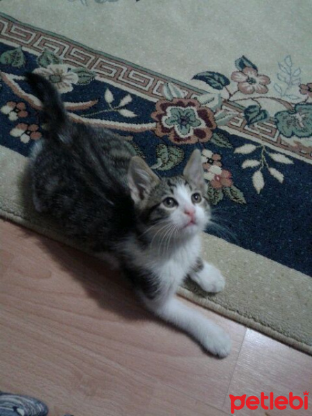 Tekir Kedi, Kedi  Bulut fotoğrafı