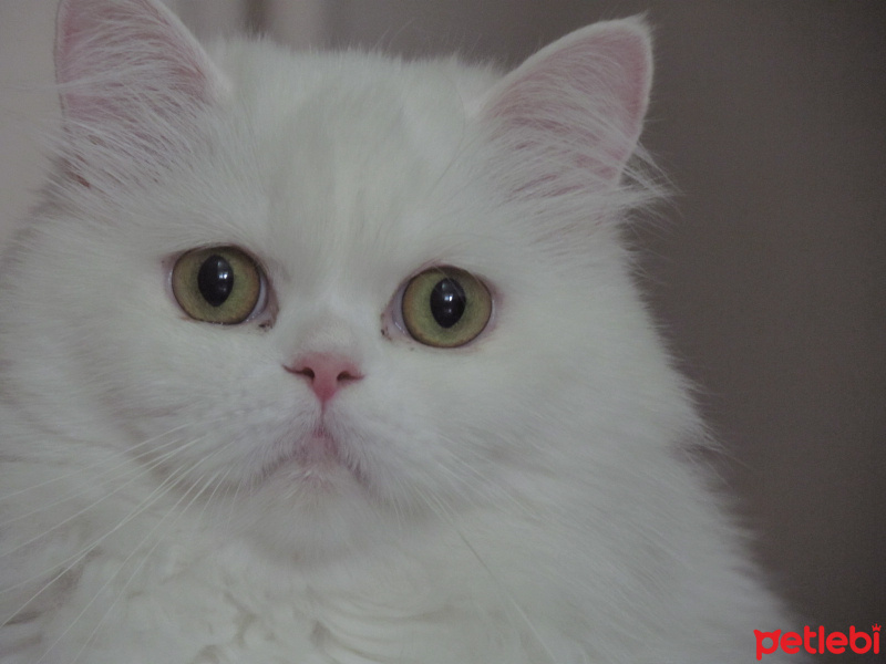 Chinchilla, Kedi  ipek fotoğrafı