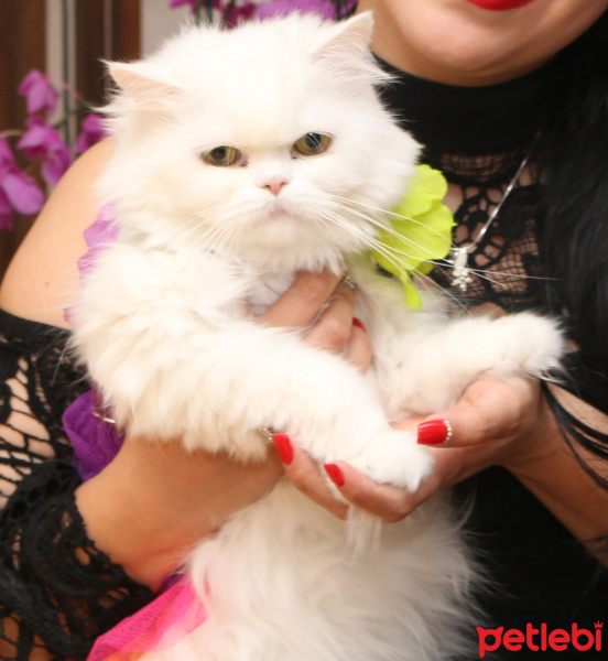 Chinchilla, Kedi  ipek fotoğrafı