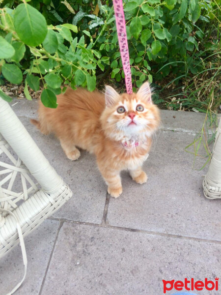 Norwegian Forest, Kedi  Mocha fotoğrafı