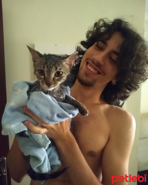 Tekir Kedi, Kedi  Kova fotoğrafı