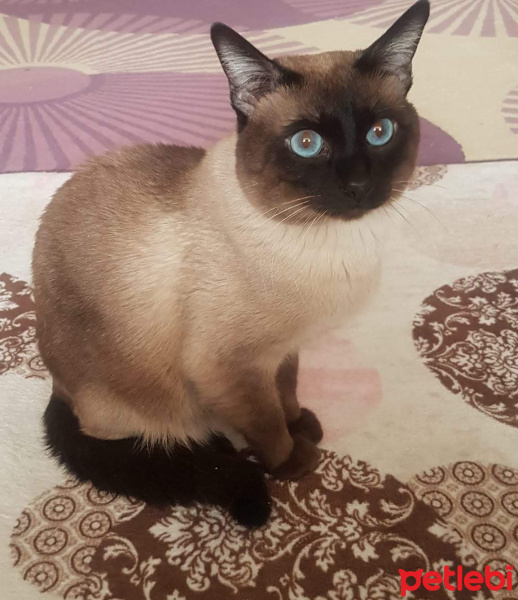 Siyam Kedisi, Kedi  Duman fotoğrafı