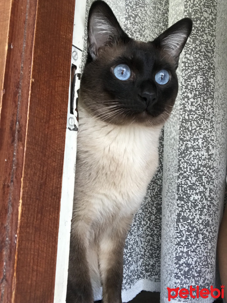 Siyam Kedisi, Kedi  Duman fotoğrafı