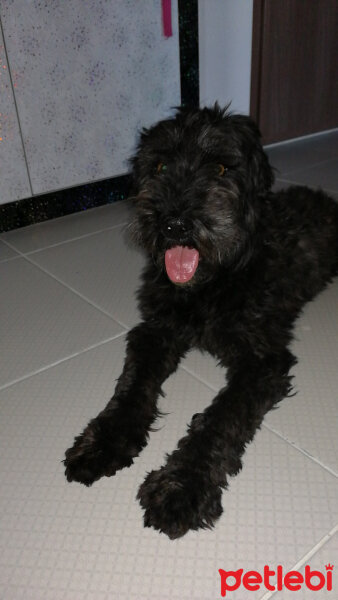 Poodle(Standart Kaniş), Köpek  Alex fotoğrafı