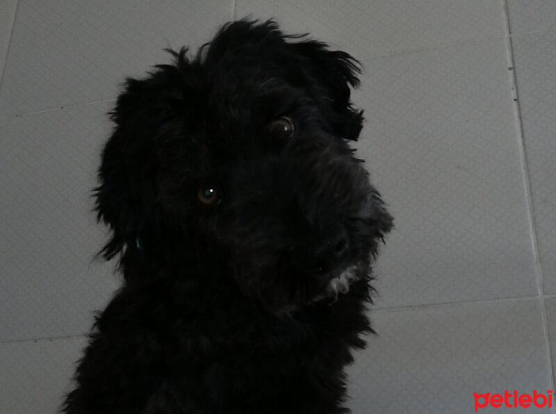 Poodle(Standart Kaniş), Köpek  Alex fotoğrafı