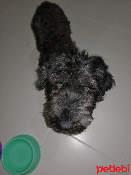 Poodle(Standart Kaniş), Köpek  Alex fotoğrafı