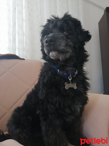 Poodle(Standart Kaniş), Köpek  Alex fotoğrafı